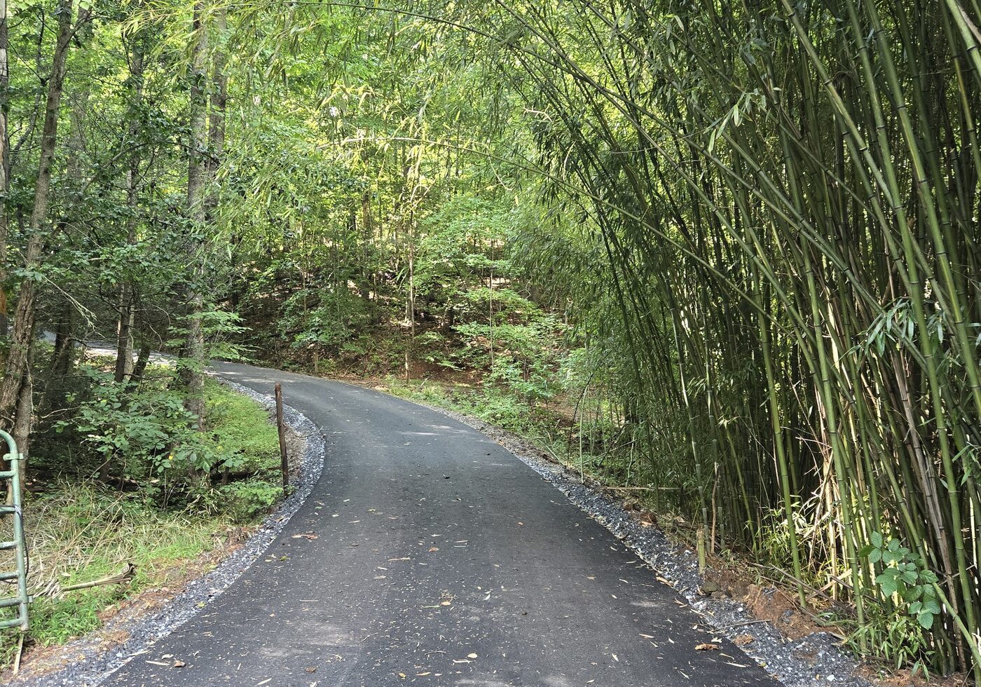 A stand of bamboo growing beside the paved entrance road at Cardinal Mountain Campground, Franklin NC, where the road bends left and climbs away from the gate