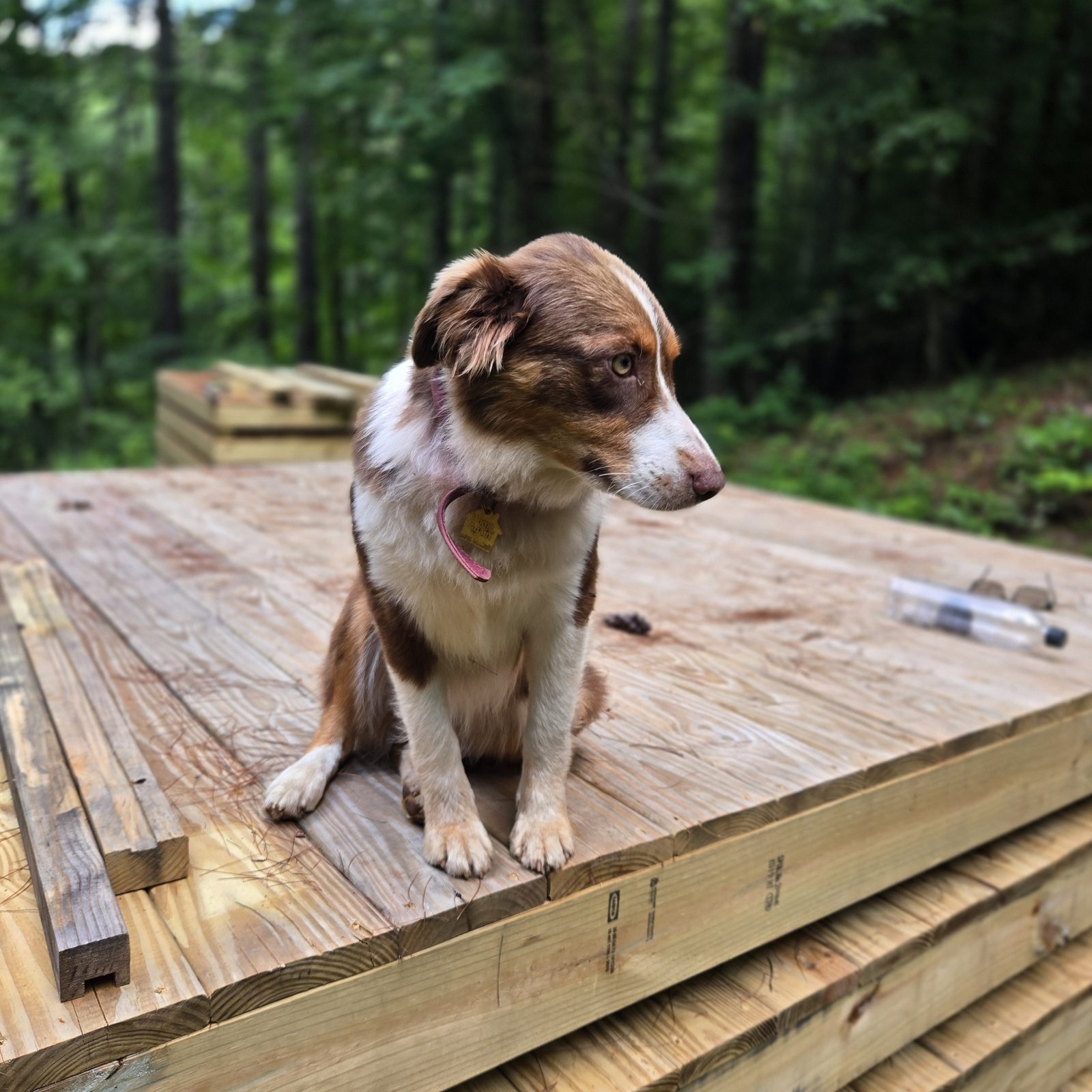 A red merle Australian shepherd on a freshly built tent deck at Cardinal Mountain Campground
