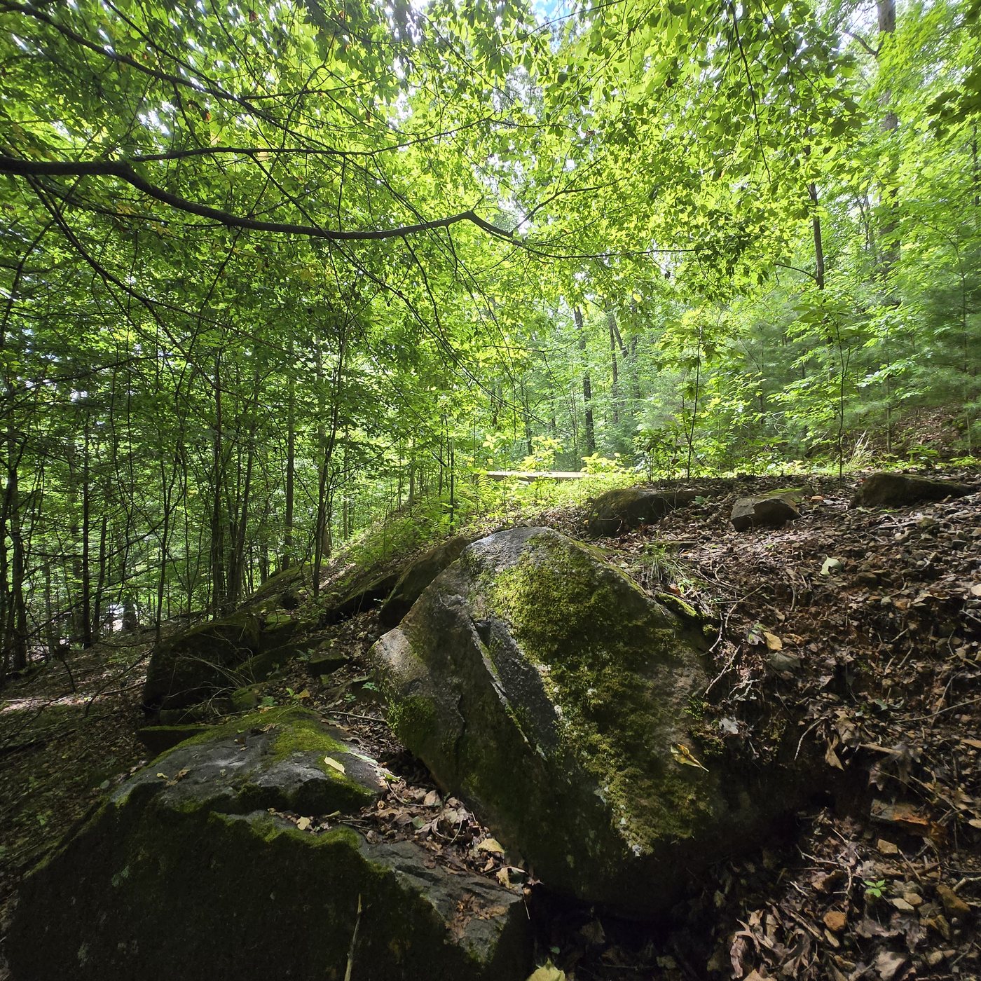 Mossy boulders on the slope beside Shenandoah 2 at Cardinal Mountain Campground