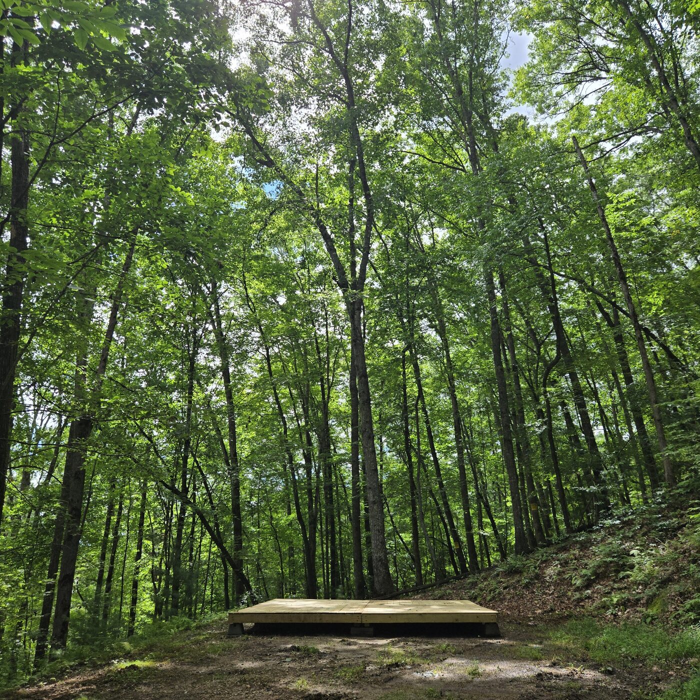 The tent deck at Everglades 3, Cardinal Mountain Campground, under tall summer hardwoods