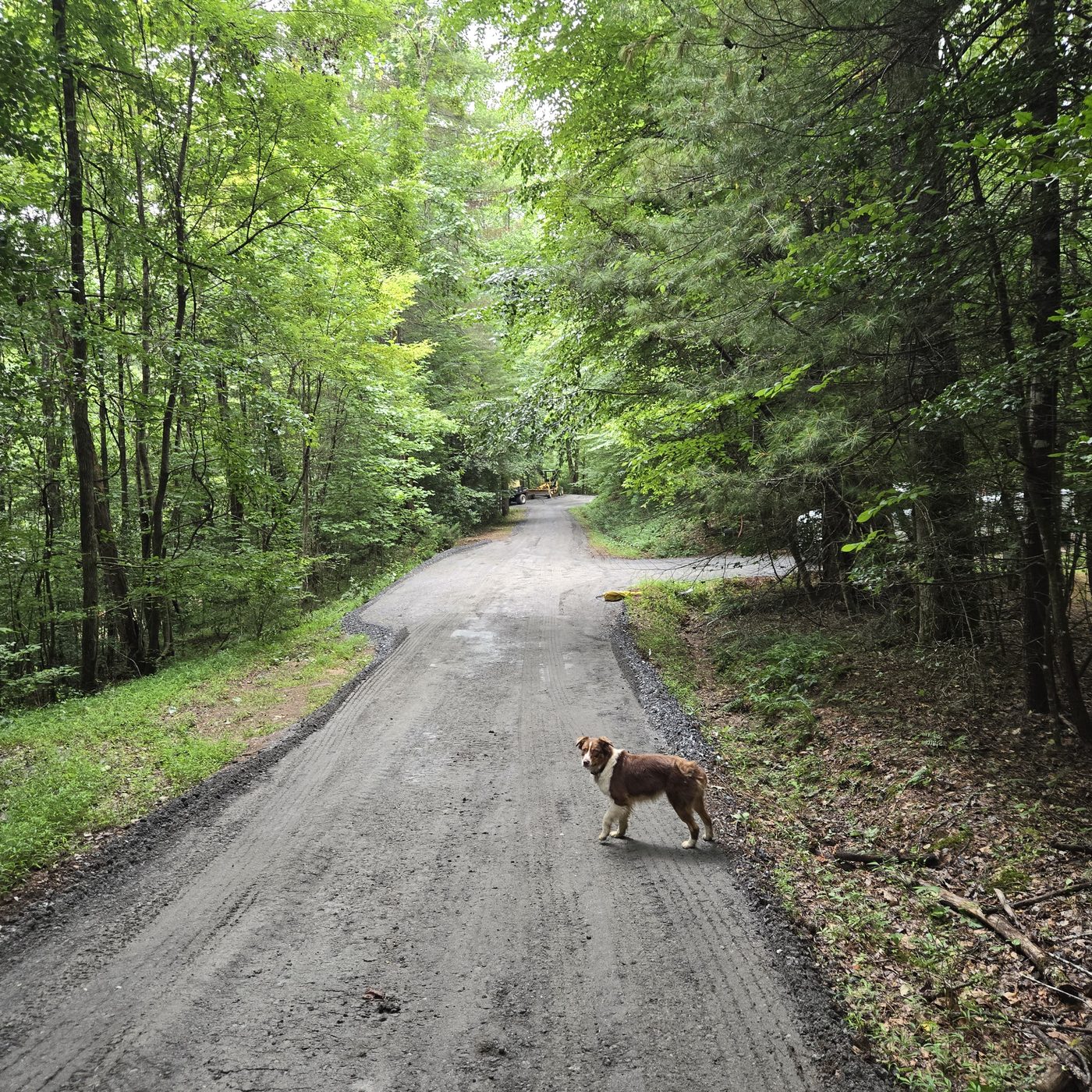 The gravel road curving up through the trees to Glacier 6 at Cardinal Mountain Campground, with a dog standing in the middle of it