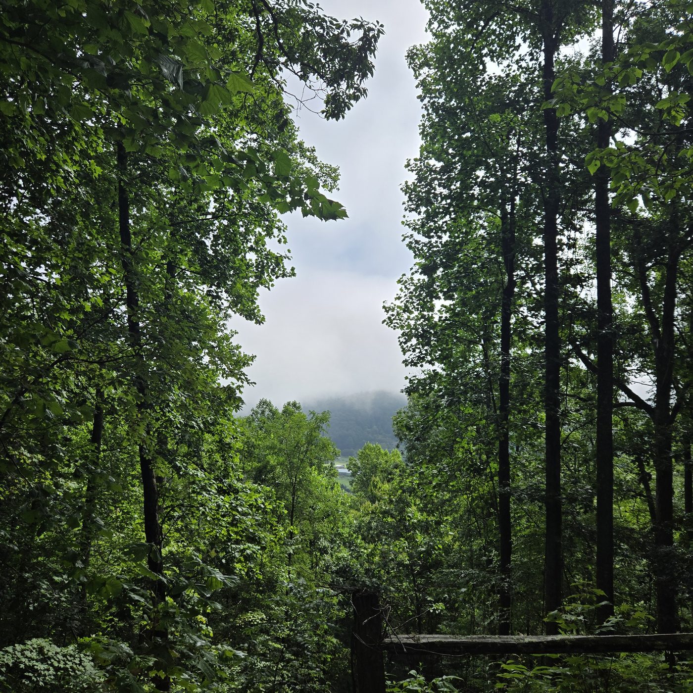 The split-rail fence at the edge of Smokies 17, Cardinal Mountain Campground, with tall trees and the valley under cloud beyond
